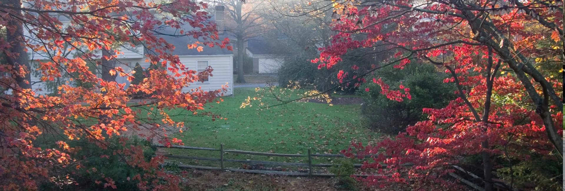 Red maples in Fallsmead Park